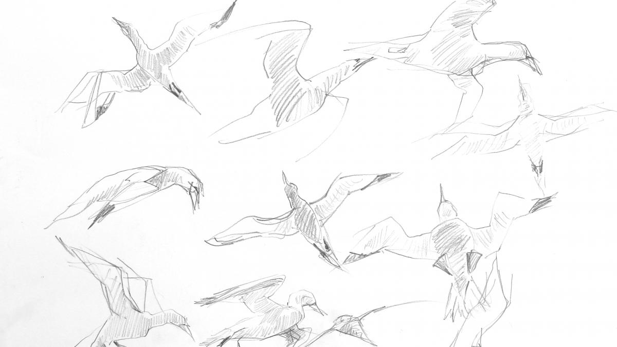 Sketches of birds in flight by Adele Pound